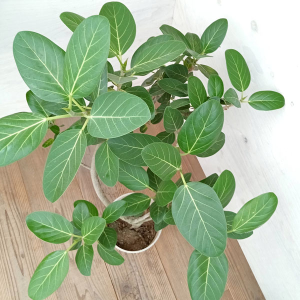 園芸ネット本店｜フィカス：ベンガレンシス（曲がり）7号鉢植え23-01