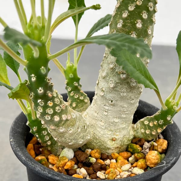 園芸ネット本店｜ドルステニア：ラブラニー 2.5号鉢植え23-02 の通販