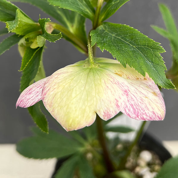 園芸ネット本店｜大和園さんのクリスマスローズ：24-16セミダブル／4.5