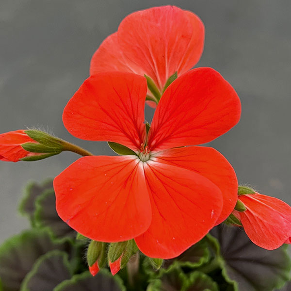園芸ネット本店｜ゼラニウム：ホライズンシャドー ディープオレンジ3.5