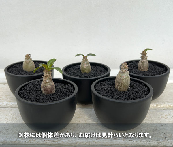 園芸ネット本店｜[ザ・ファームセレクト]パキポディウム：Mana's farm