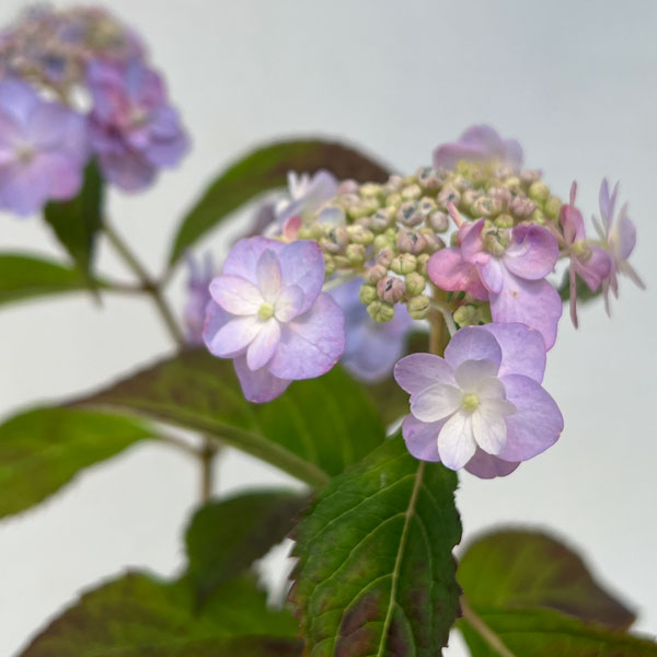 園芸ネット本店｜ヤマアジサイ：タイニータフスタッフ5号ポット の通販