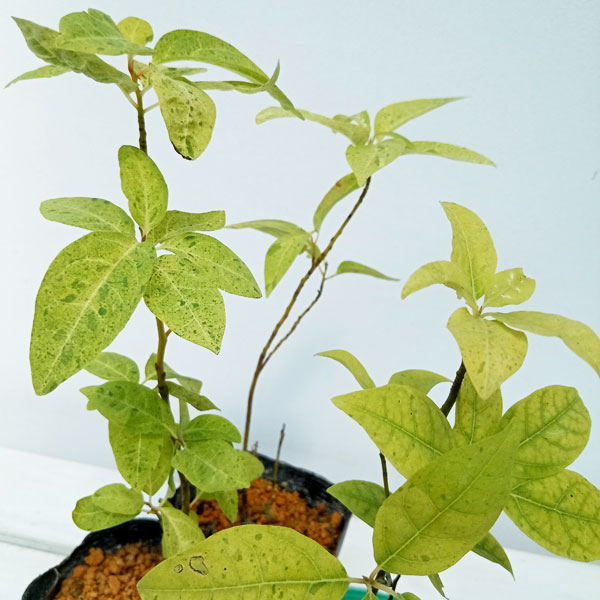 園芸ネット本店｜クロモジ：散り斑 3-3.5号ポット の通販【公式】