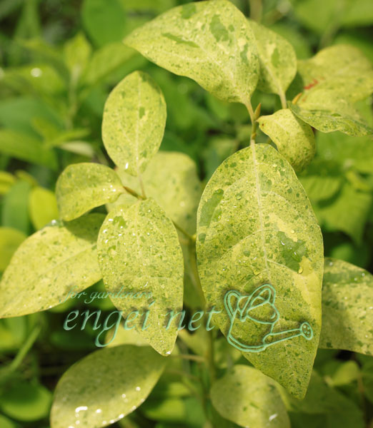 園芸ネット本店｜クロモジ：散り斑 3-3.5号ポット の通販【公式】