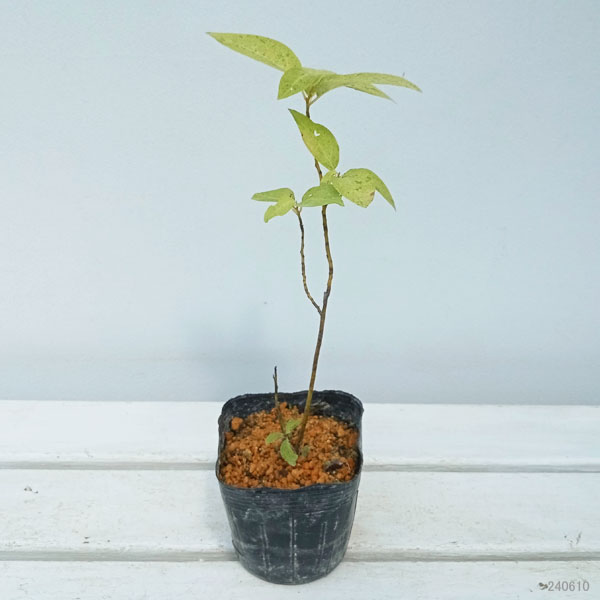 園芸ネット本店｜クロモジ：散り斑 3-3.5号ポット の通販【公式】