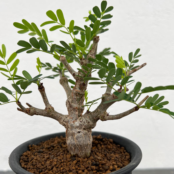 園芸ネット本店｜[ザ・ファームセレクト]センナ：メリディオナリス