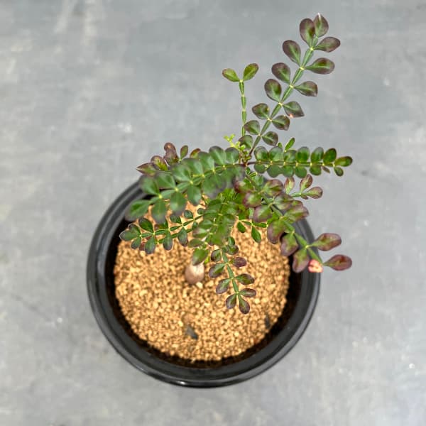 園芸ネット本店｜[ザ・ファームセレクト]オペルクリカリア：デカリー