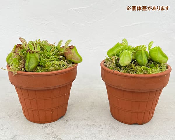 園芸ネット本店｜セファロタス：フォリキュラリス ハマース ジャンボ 3