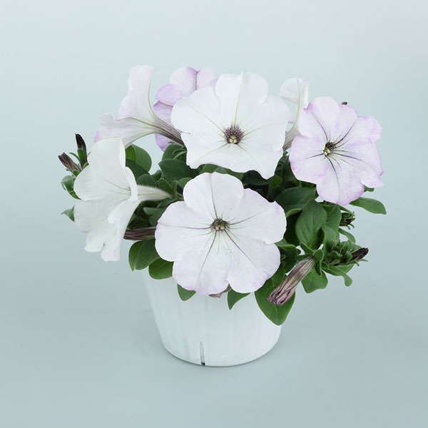 h*i様 19 激レア 超大株 アデニア ペチュエリー 現地球 鮮度抜群 h*i様