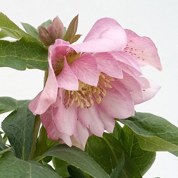 園芸ネット本店｜クリスマスローズ：ダブルエレン（ピンク）24-02／5号