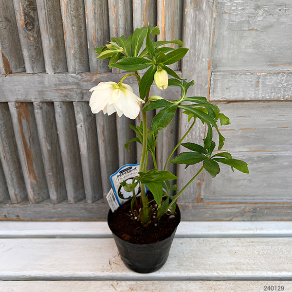 園芸ネット本店｜杉光園芸さんのクリスマスローズ：ダブル24-12