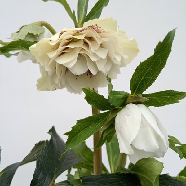 園芸ネット本店｜杉光園芸さんのクリスマスローズ：多弁系24-04