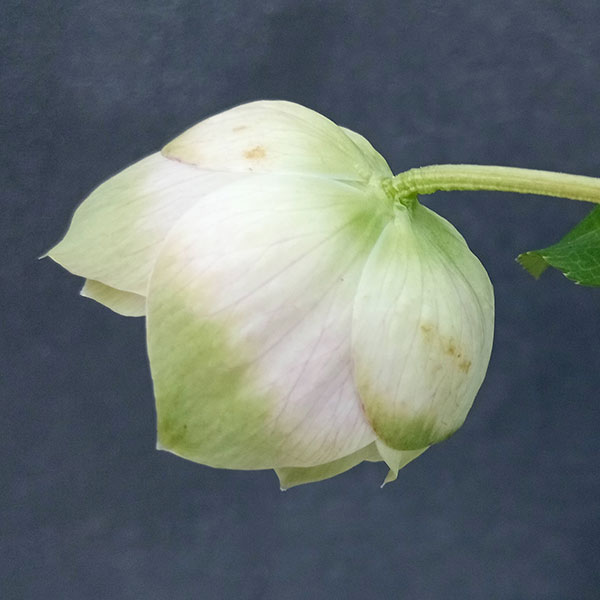 園芸ネット本店｜曽田園芸さんのクリスマスローズ：24-04利休かすり／4