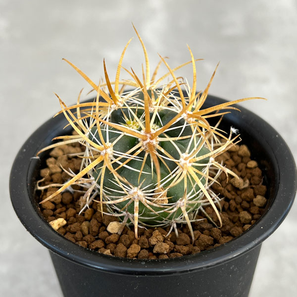 園芸ネット本店｜フェロカクタス：黄金冠 2.5号鉢植え の通販【公式】
