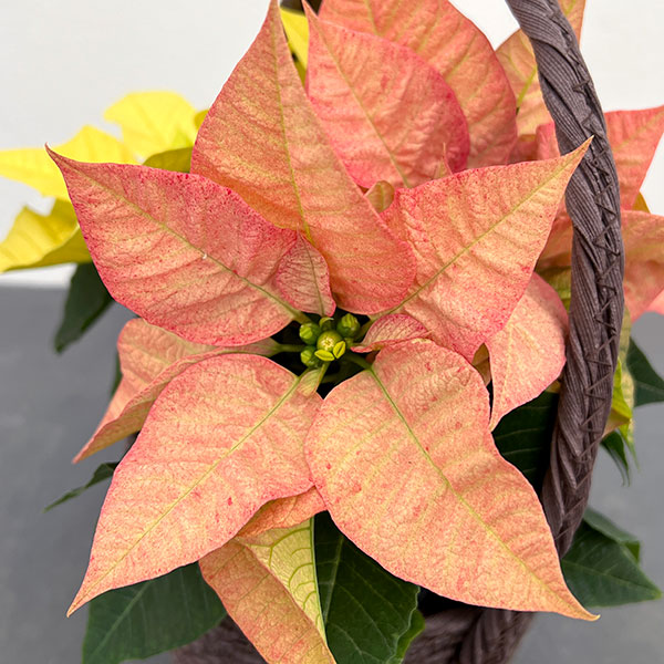 園芸ネット本店｜ポインセチア：2色植え（イエロー＆アプリコット