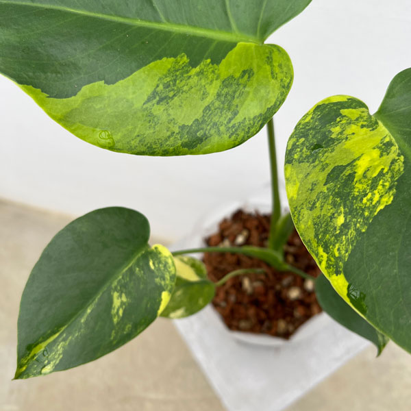 園芸ネット本店｜モンステラ：デリシオーサ イエローマリリン 5号