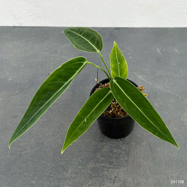 園芸ネット本店｜[ザ・ファームセレクト]アンスリウム：ワロクアナム