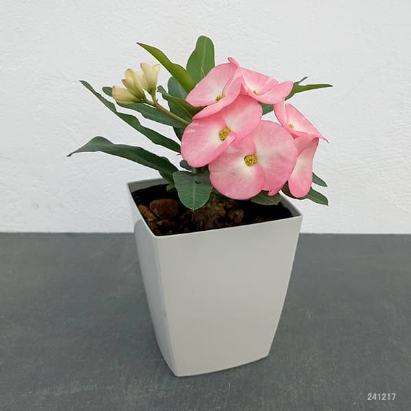 園芸ネット本店｜ハナキリン：八福神 薄ピンク系 4号ポット の通販【公式】