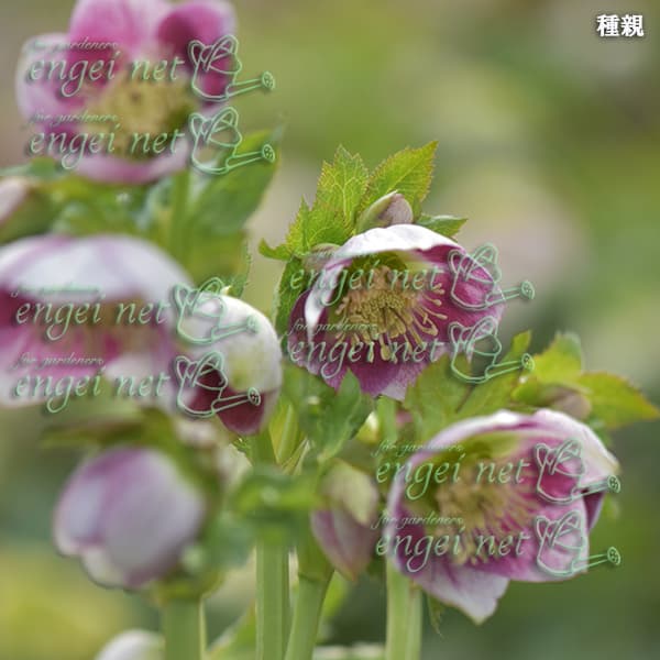 園芸ネット本店｜【お1人様1ポット】大和園さんのクリスマスローズ：24