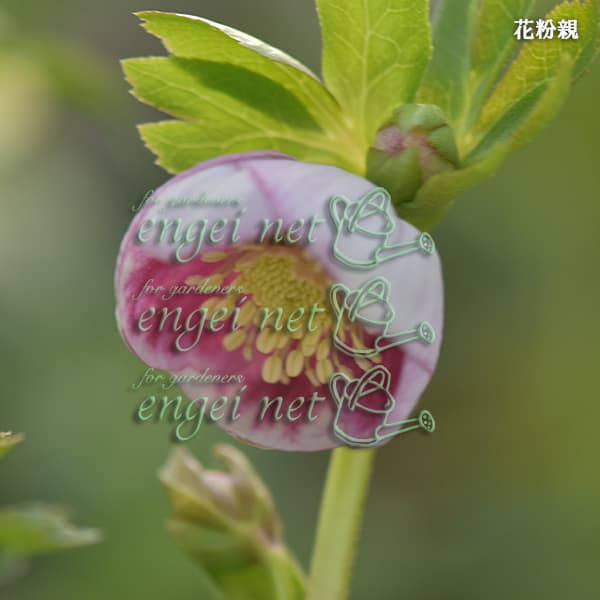 園芸ネット本店｜【お1人様1ポット】大和園さんのクリスマスローズ：24