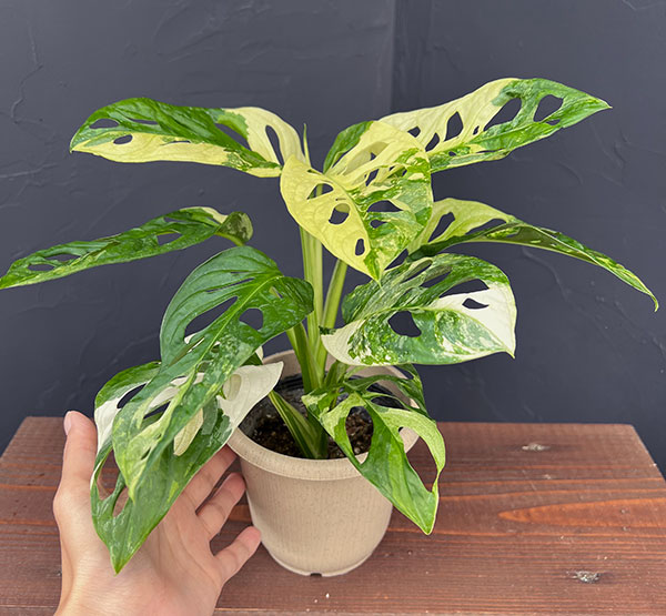 園芸ネット本店｜マドカズラ：斑入り 4号25-01 の通販【公式】