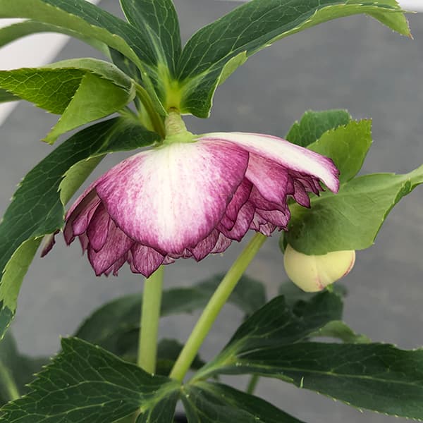 園芸ネット本店｜曽田園芸さんのクリスマスローズ：25-18多弁系ダブル