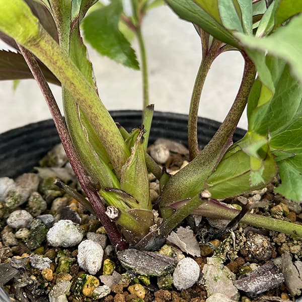 mamo様ご購入苗㉖-119クリスマスローズ mamo様ご購入苗㉖-119