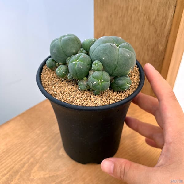 園芸ネット本店｜サボテン：ロフォフォラ 仔吹き鳥羽玉 3.5号鉢植え