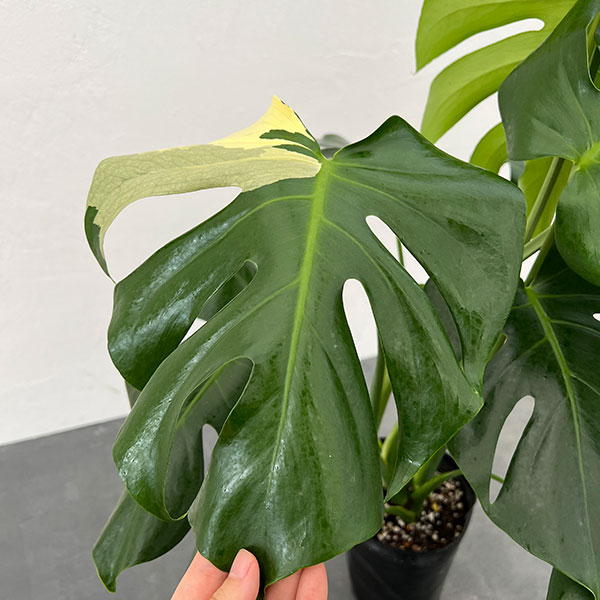 園芸ネット本店｜モンステラ：デリシオーサ 斑入り（実生株） 5号24-03