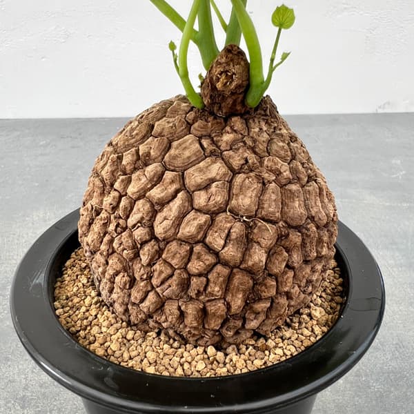 園芸ネット本店｜ステファニア：スベローサ 4号鉢植え24-06 の通販【公式】