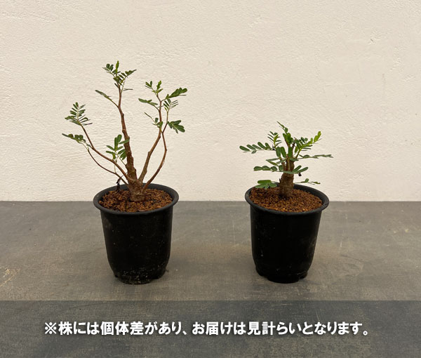 園芸ネット本店｜センナ：メリディオナリス（実生株） 2.5号鉢植え の