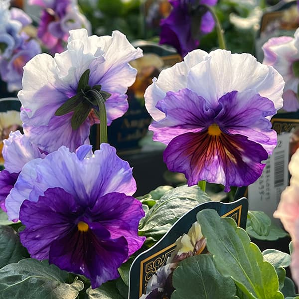 園芸ネット本店｜見元園芸さんのビオラ：エンジェルラダー3号ポット 3