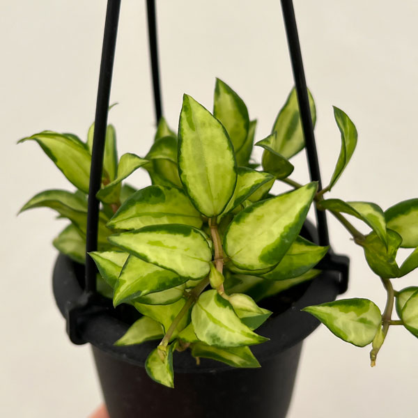 hoya ホヤ bulusan 3号 吊り鉢 hoya ホヤ ディスカウント bulusan 3号