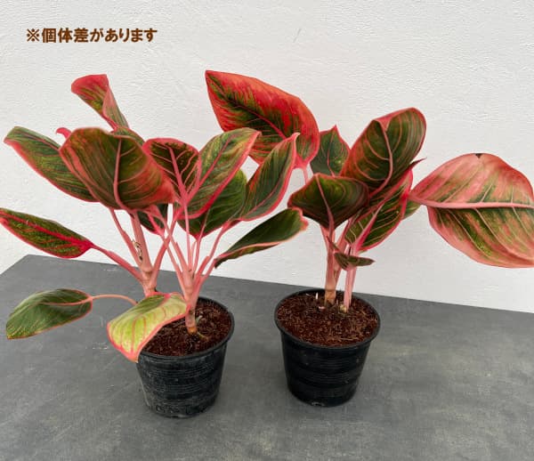 園芸ネット本店｜アグラオネマ：リップスティック カンザ 2.5号ポット