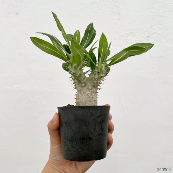 園芸ネット本店｜パキポディウム：デンシフローラム 3号鉢植え* の通販