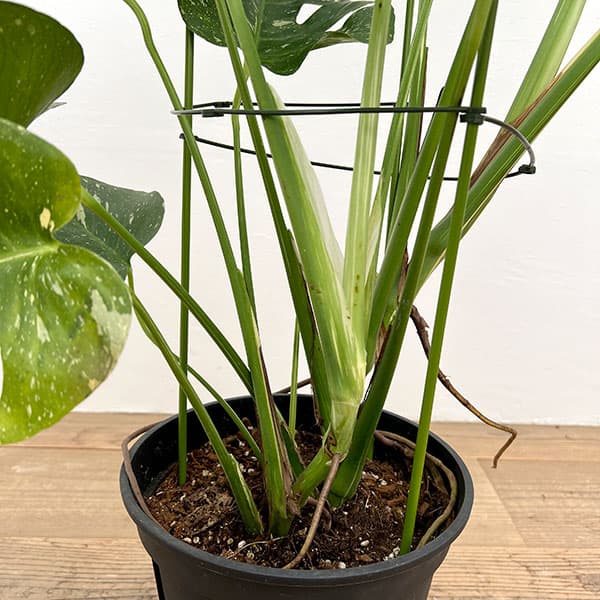 園芸ネット本店｜モンステラ：デリシオーサ：タイコンステレーション 8