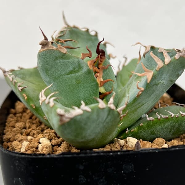 アガベ チタノタ 白犀牛 極上血統 中株 【公式通販】