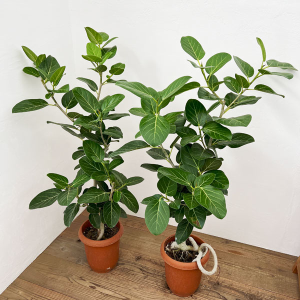 園芸ネット本店｜フィカス：ベンガレンシス オードリー 8号鉢植え（鉢