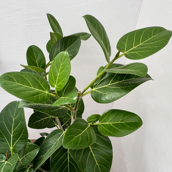 園芸ネット本店｜フィカス：ベンガレンシス オードリー 8号鉢植え（鉢