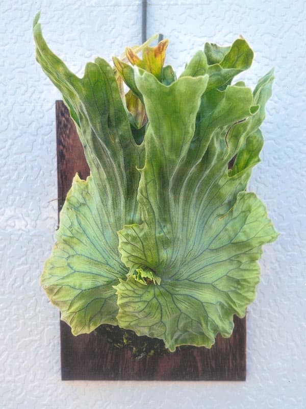 園芸ネット本店｜[ザ・ファームセレクト]ビカクシダ（コウモリラン