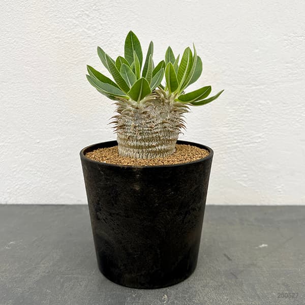 園芸ネット本店｜[ザ・ファームセレクト]パキポディウム：恵比寿大黒