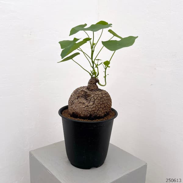 園芸ネット本店｜ステファニア：スベローサ 5号25-04 の通販【公式】