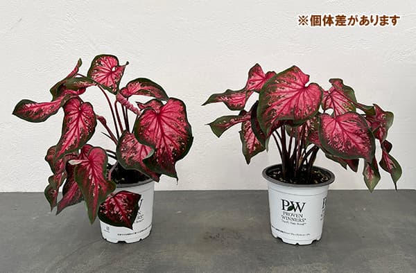 園芸ネット本店｜ガーデンカラジウム：ハートトゥハート スカーレット