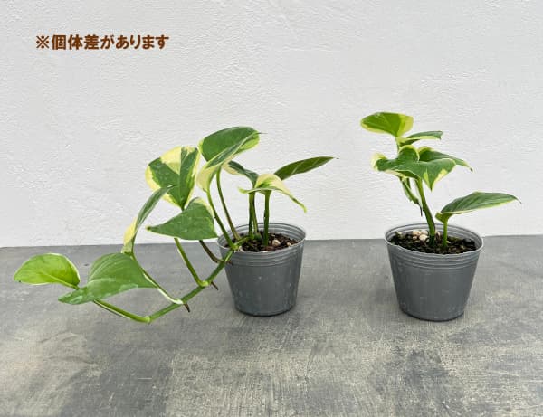 園芸ネット本店｜ポトス：AWドリーム 3号ポット の通販【公式】