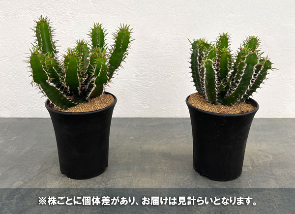 園芸ネット本店｜ユーフォルビア：ムランジーナ 4号鉢植え の通販【公式】