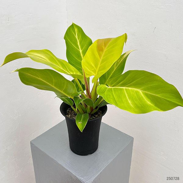 園芸ネット本店｜フィロデンドロン：イエローフレーム 4号鉢植え25-04