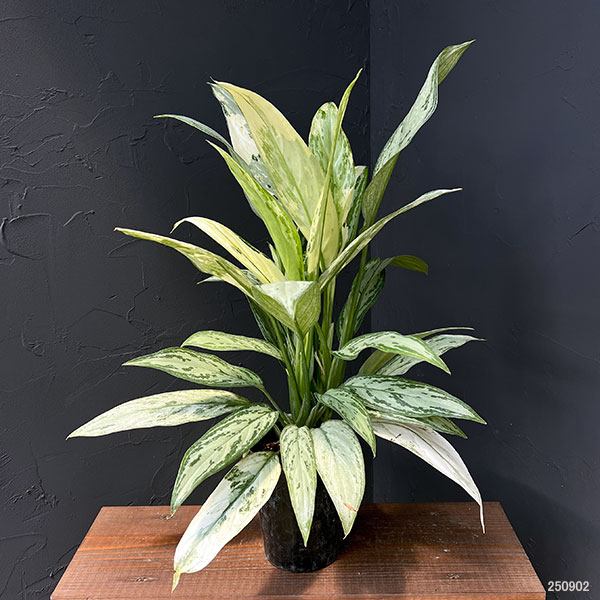 園芸ネット本店｜[ザ・ファームセレクト]アグラオネマ：シルバー