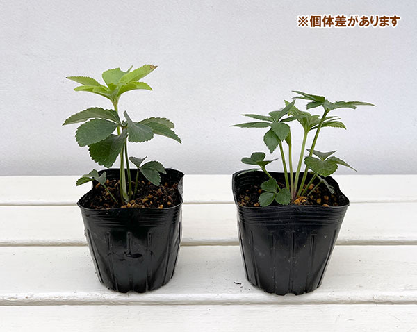 園芸ネット本店｜クリスマスローズ:セミダブル6種セット の通販【公式】