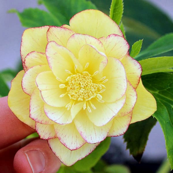 園芸ネット本店｜クリスマスローズ：オーレア交配ダブルセミミックス3