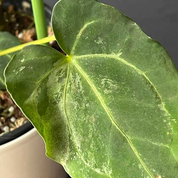 園芸ネット本店｜アンスリウム：クリスタリナム×マグ二フィカ